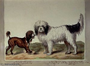 The Small Rough Water Dog or Poodle