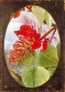Indian Coral Tree — Marianne North