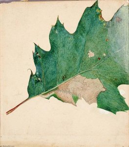 Oligocentra Lignicolor, Walker, Study For Book Concealing Coloration In The Animal Kingdom — Abbott Handerson Thayer