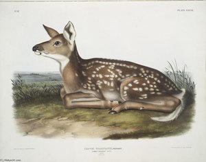 Cervus Virginianus, Common American Deer — John James Audubon