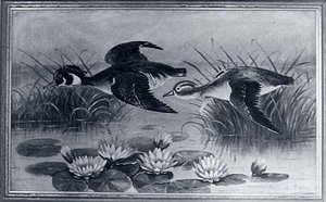 Wood Ducks And Lilies, (painting) — Lewis L Cross