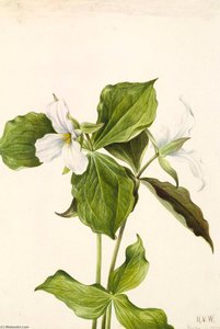Large White Trillium (trillium Grandiflorum) — Mary Morris Vaux Walcott