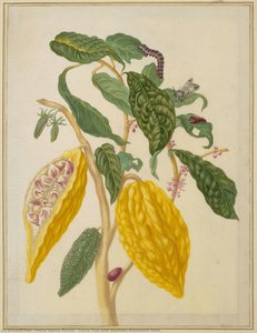 Cocoa Tree With Southern Armyworm Moth — Maria Sybilla Merian, Baroque Botanical Illustration