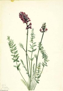 Showy Oxytrope (oxytropis Splendens) — Mary Morris Vaux Walcott