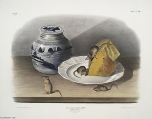 Mus-musculus, Common Mouse. — John James Audubon