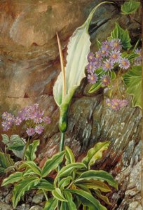 Dracunculus Canariensis And Cineraria In Flower, Teneriffe — Marianne North