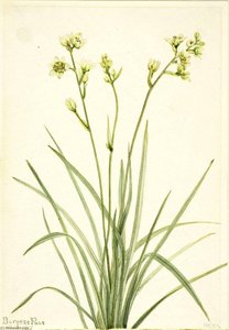 Deathcamas (zygadenus Elegans) — Mary Morris Vaux Walcott