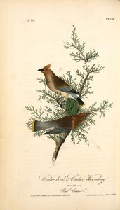 Cedar Bird, Or Cedar Wax-wing. 1. Male. 2. Female. (red Cedar. [juniperus Virginiana]) — John James Audubon
