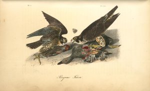 Peregrine Falcon — John James Audubon