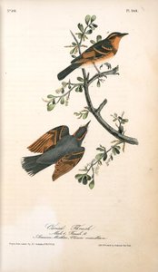 Varied Thrush . 1. Male. 2. Female. (american Mistletoe, Viscum Verticillatum.) — John James Audubon