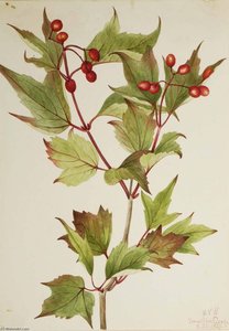 Cranberrybush (viburnum Pauciflorum) — Mary Vaux Walcott