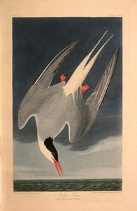 Arctic Tern — Robert Havell
