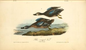 Blue-winged Teal. 1. Male. 2. Female — John James Audubon, Wildlife Painting