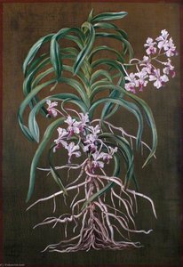 An Orchid Of Tropical Asia — Marianne North, Victorian Naturalism