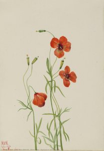 Wind Poppy (stylomecon Heterophylla) — Mary Vaux Walcott, Contemporary Realism