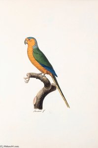 Aratinga Pertinax — Jacques Barraband