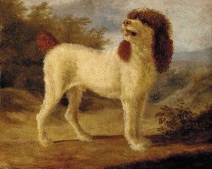 A Water Spaniel — Jacques Laurent Agasse