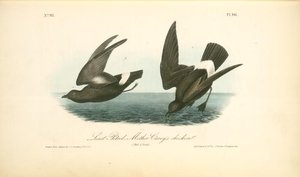 Least Petrel. -mother Carey's Chicken. 1. Male.2. Female — John James Audubon