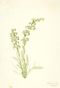 Alpine Fernlife (pedicularis Contorta) — Mary Morris Vaux Walcott