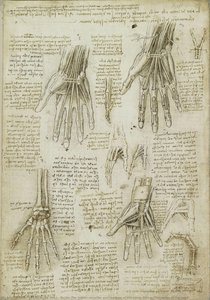 Recto: The Bones, Muscles And Tendons Of The Hand. Verso: The Bones Of The Hand — Leonardo Da Vinci