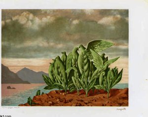 Nid D'oiseau, From La Peinture Et La Philosophie De R. Magritte — René Magritte