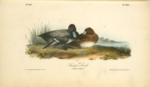 Scaup Duck. 1. Male. 2. Female — John James Audubon