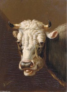 A Cow's Head — Albertus Verhoesen