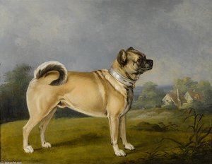 A Favorite Pug — Henry Bernard Chalon