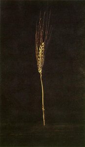Wheat Ear, 1947 — Salvador Dalí