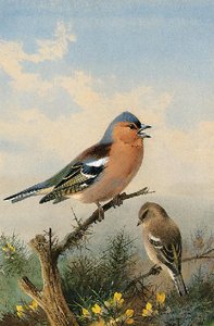 A Pair Of Chaffinches Perched On Gorse — Archibald Thorburn, Naturalism