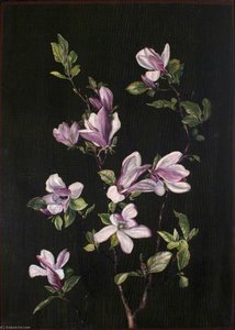 A Japanese Magnolia — Marianne North