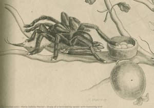 Study Of A Bird-eating Spider With Humming Bird — Maria Sybilla Merian, Natural History Illustration