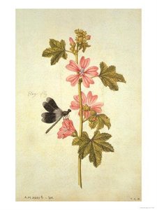 Mallow And Flagfly — Jacques Le Moyne De Morgues