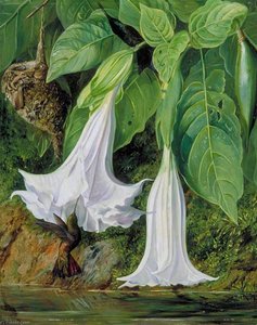 Flowers Of Datura And Humming Birds, Brazil — Marianne North