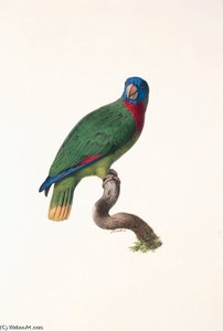Amazona Arausiaca - — Jacques Barraband