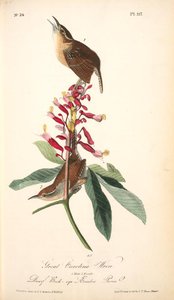 Great Carolina Wren. 1. Male. 2. Female. (dwarf Buck-eye. Æsculus Pavia.) — John James Audubon