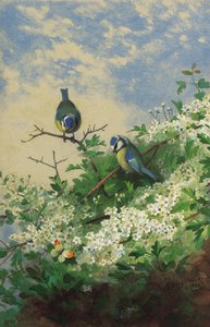 Blue Tits And An Orange Tip Butterfly Among Hawthorn Blossom — Archibald Thorburn