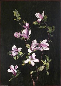 A Japanese Magnolia — Marianne North