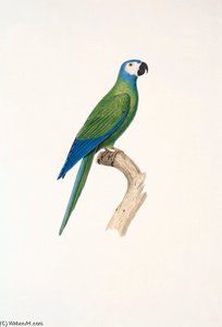 Orthopsittaca Manilata — Jacques Barraband