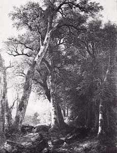 Through The Woods, (painting) — Asher Brown Durand