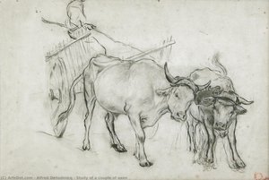Study Of A Couple Of Oxen — Alfred Dehodencq