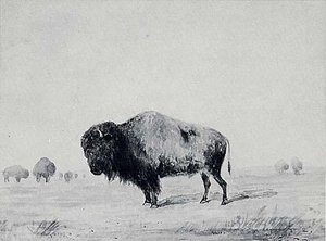 American Bison Bull, (painting) — Titian Ramsay Peale