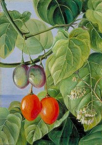 Foliage, Flowers And Fruit Of The False Tomato, Painted In Brazil — Marianne North, Victorian Naturalism