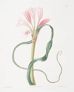 Amaryllis Longifolia (glauca) — Robert Havell