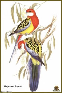 Perruche Omnicolore — John Gould, Naturalistic Illustration