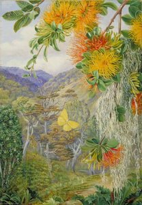 Parasites On Beech Trees, Chili — Marianne North, Naturalism