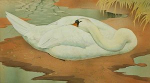 Young Swan