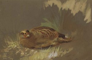 Dusting Partridge 1 — Archibald Thorburn