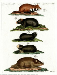 Vierf. Thiere, Anim. Quadrup, Quadruped Xlvi — Schmuzer, Jacob Xaver