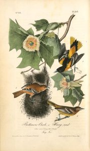 Baltimore Oriole, Or Hang-nest. 1. Male Adult. 2. Young Male. 3. Female. (tulip Tree) — John James Audubon